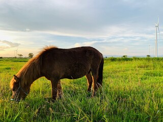 A horse is grazing in a field with a turbine in the background
