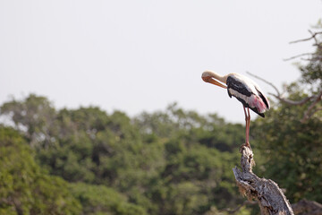 A painted stork balances on a high branch of a tree.