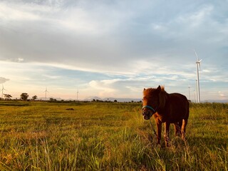 A horse in a field with a wind turbine in the background.