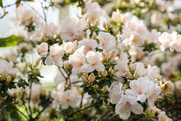 Light pink rhododendron flowers in tender sunlight, floral background