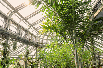 Inside tropical glasshouse pavilion of a botanic garden on a sunny day