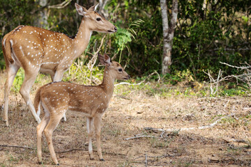 Naklejka na ściany i meble A cute spotted deer doe stands close to its mother.