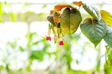 White Fuchsia flowers with bright pink sepals in warm sunlight. Floral wallpaper