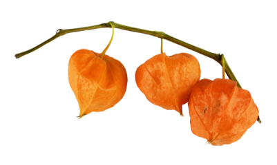 Twig of orange physalis isolated on white or transparent background