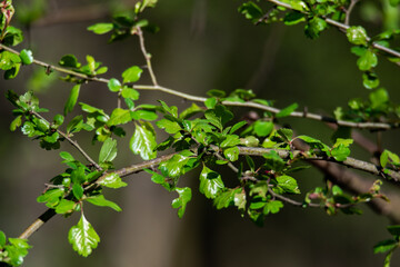 Green bush leaves with nice smooth background
