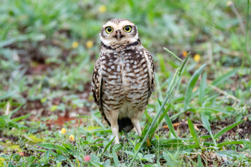 A burrowing owl (Athene cunicularia), or Coruja-buraqueira
