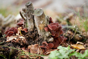 old stump on which red flat mushrooms grow. Small, red mushrooms, on the old stump. Polypore mushrooms on a dead stump trunk.
