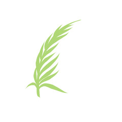 Palm Leaf vector