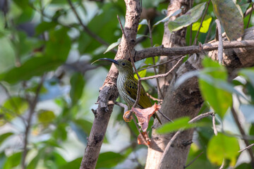 Streaked spiderhunter or Arachnothera magna observed in Rongtong in West Bengal