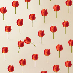 Fototapeta na wymiar Tulip flower pattern to bright background. Minimal concept.