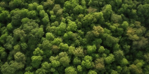Fototapeta premium Aerial View of Forest Landscape Texture