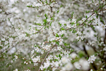A flowering tree. Spring cherry blossoms. White flowers on a tree.