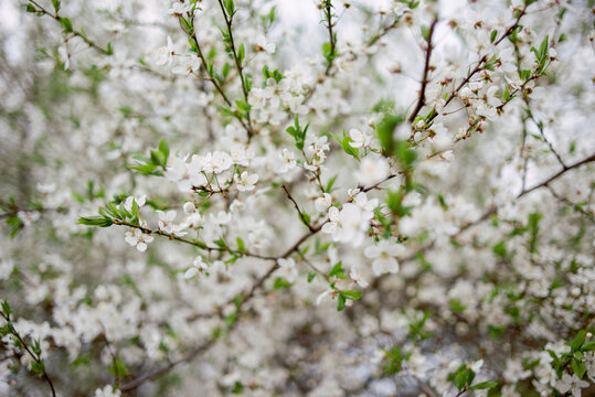 A flowering tree. Spring cherry blossoms. White flowers on a tree.