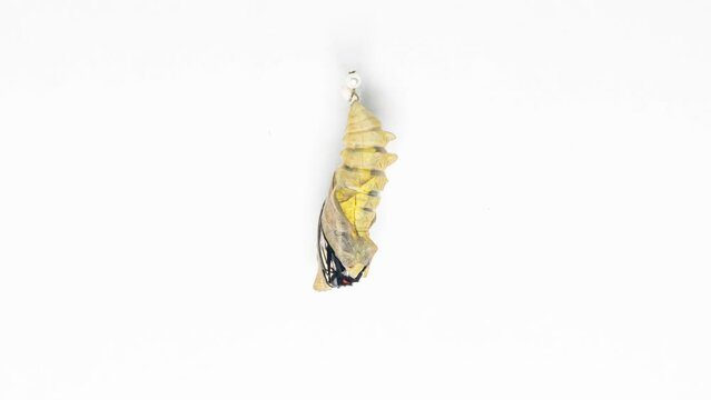 Development and transformation stages of Butterfly Troides hatching out of pupa to butterfly. Isolated on white background.