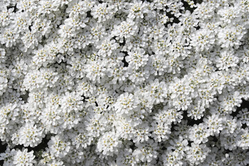 Schleifenblume, Iberis spec., ursprüglich aus dem Mittelmeerraum