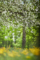 Fototapeta premium Apple garden with blossom apple trees. Beautiful Countryside spring landscape