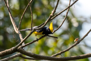 Sultan tit or Melanochlora sultanea observed in Rongtong in West Bengal, India