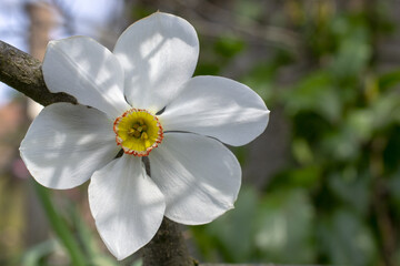  Narcissuses growing in a summer garden.