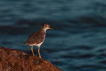 Sandpiper on rocks