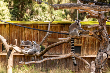 Ring-tailed lemurs sit on branches in a safari park in Ramat Gan in Israel