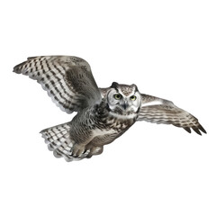 owl flying isolated on white