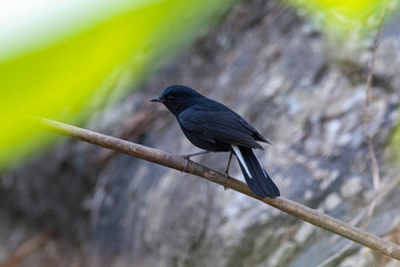White-tailed robin or Myiomela leucura observed in Rongtong in West Bengal,India