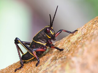 A Focus Stacked Closeup Image of an Eastern lubber Grasshopper - 595370139