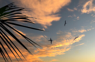 Oiseaux Frégates  dans le cel bleu orangé et sa palme de cocotier 