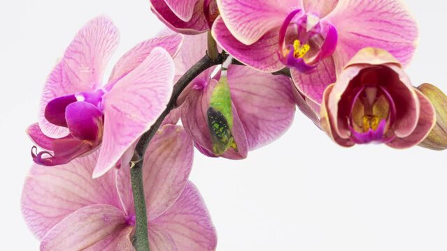 4K timelapse video of the emergence of the Graphium Agamemnon Butterfly