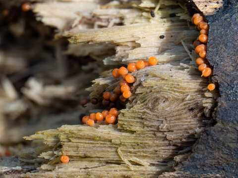 Trichia decipiens slime mould, mold. Macro.
