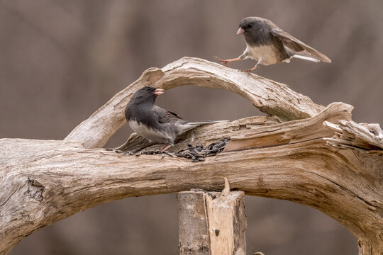 juncos on driftwood
