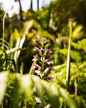 flower in a botanic garden