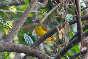 White-throated bulbul or Alophoixus flaveolus seen in Rongtong in West Bengal