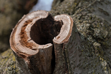 old cherry blossom trunk