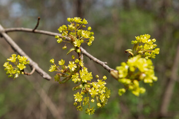 blooming tree in spring