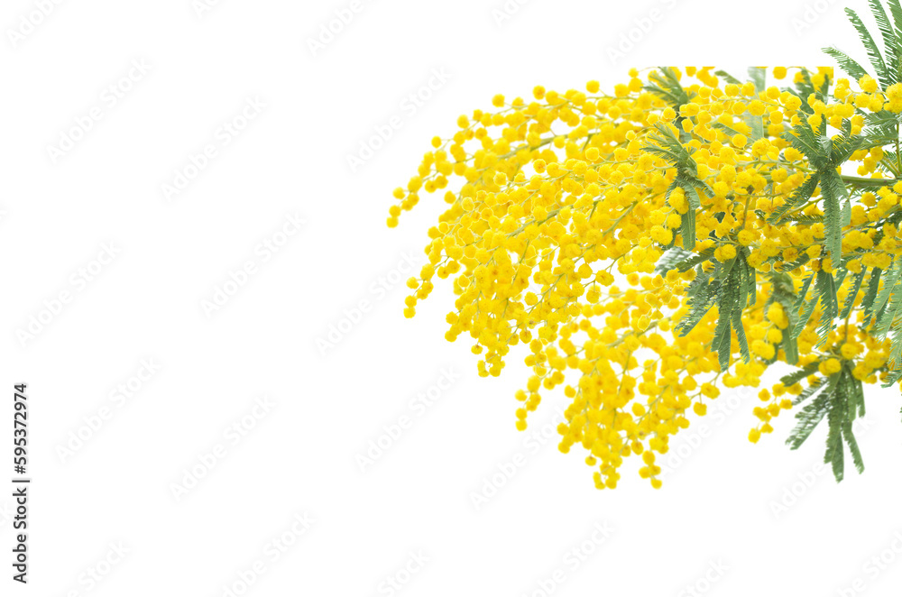 Poster French mimosa