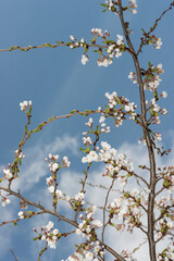 cherry blossoms and buds on a blue sky day