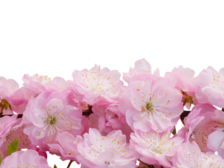 Blossoming pink tree Flowers