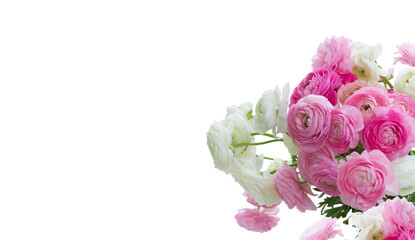 Obraz na płótnie Canvas Pink and white ranunculus flowers