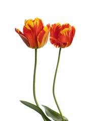 Two bright red and yellow tulip flowers isolated on white background. With raindrops.