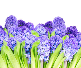 Fototapeta premium Blue hyacinth