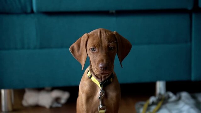Brauner junger Vizsla, Hunderasse