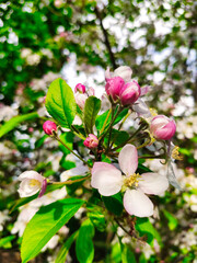 Blooming apple tree in spring time near Nava vilage, Comarca de la Sidra, Asturias, Spain