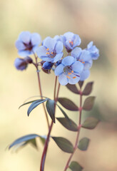 Niebieskie kwiaty- Wielosił błękitny