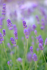 鮮やかな紫色と心地よい香りが魅力のラベンダー。花壇の植え込みで楽しむ。