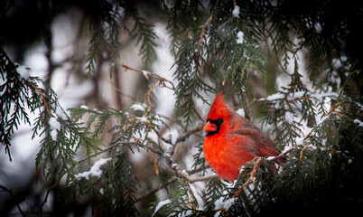 Fototapeta premium cardinal in snow