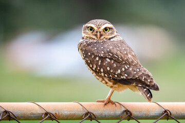 A burrowing owl (Athene cunicularia), or Coruja-buraqueira