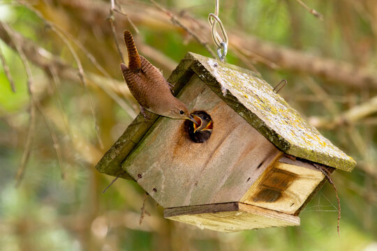 wren feeding nestlings