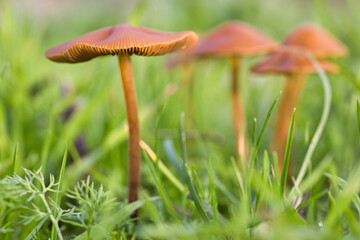 kleine braune Pilze auf einer Wiese