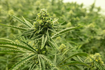 Captivating Close-Up of a Thriving Cannabis Plant Grown for Recreational Drug Consumption